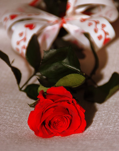 Rosa suelta de San Valentín