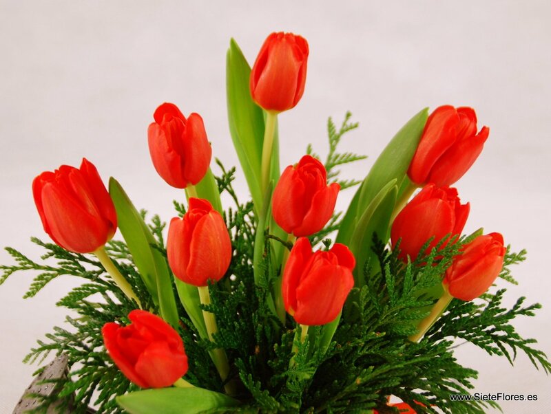 Regaderas de Tulipanes en Siete Flores Zaragoza