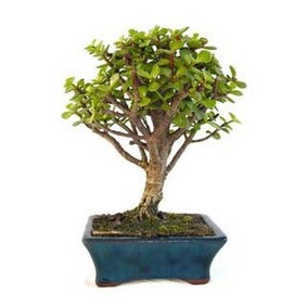bonsai taxodium