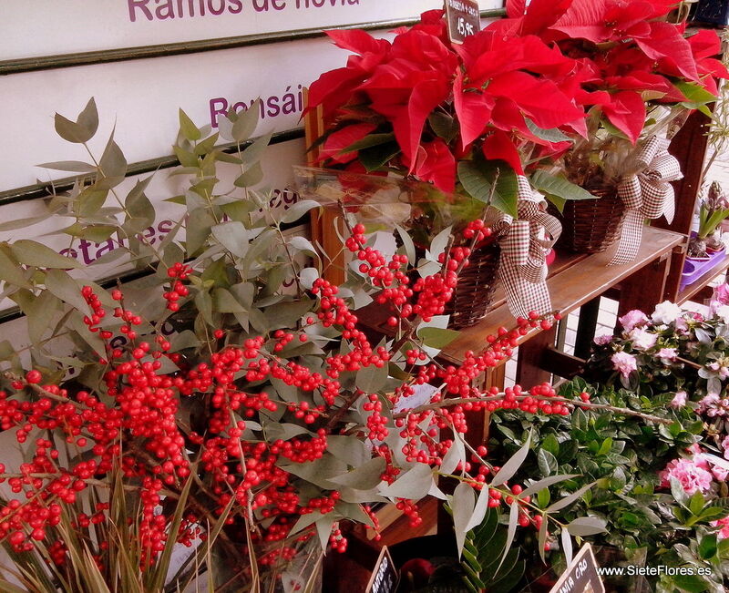Tallos de Ilex y Eucalipto en flor en Siete Flores Zaragoza