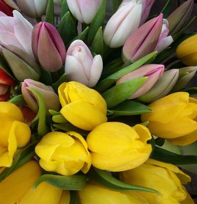 Tulipanes en Siete Flores Zaragoza