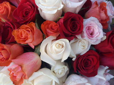 Rosas en Siete Flores Zaragoza