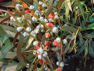 eucalipto en flor