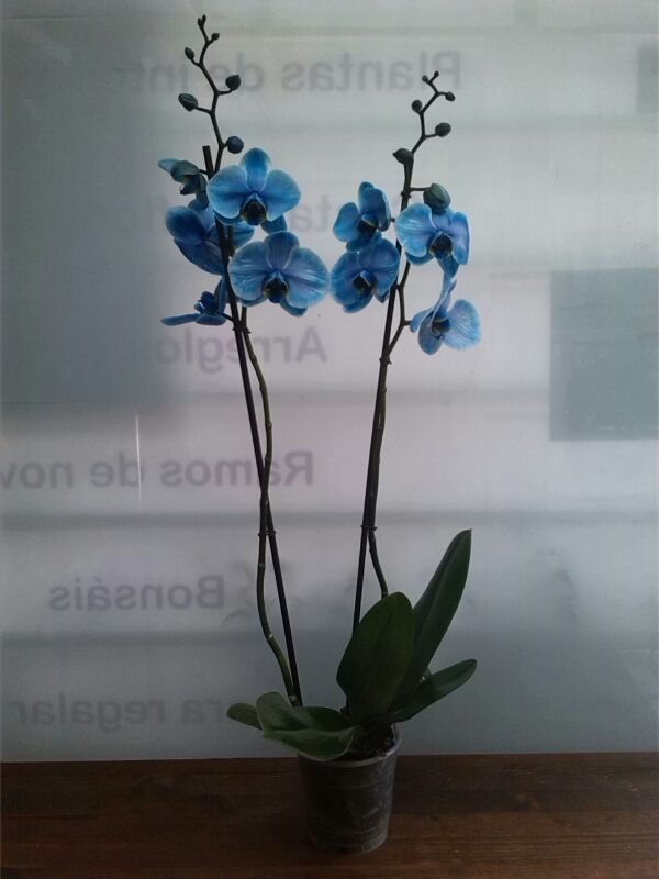 Orquidea azul