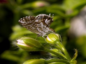 Geranio infectado con mariposa