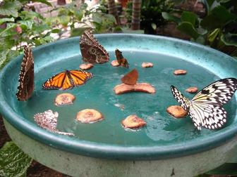 Mariposas en el jardin
