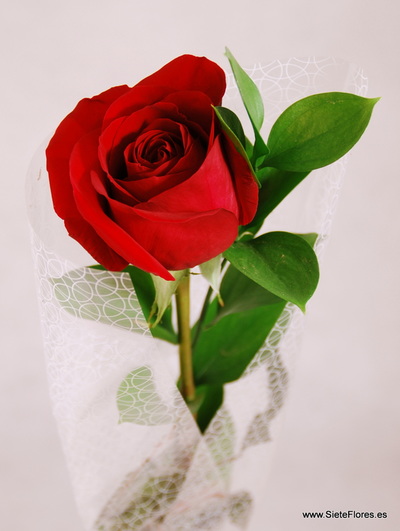Rosa suelta de San Valentín en Siete Flores Zaragoza