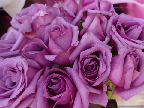 rosas violetas