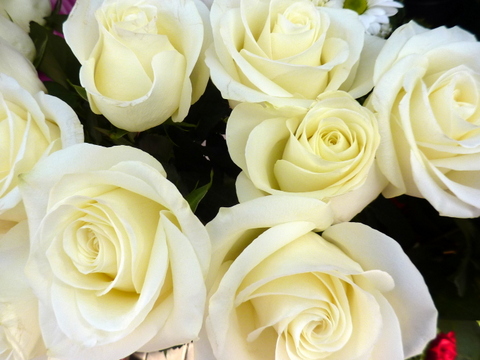 rosas color blanco