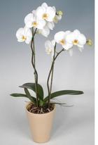 orquidea planta