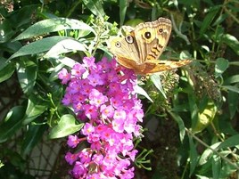 arbusto de las mariposas (buddleja daviddi)
