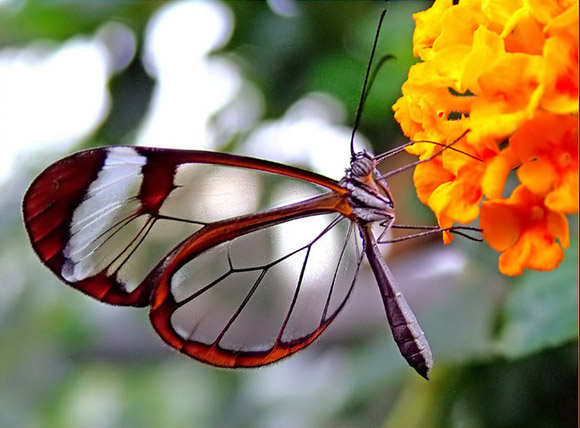 Mariposas en tu jardin o terraza - Flores Online en Zaragoza. Siete Flores
