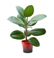 Ficus planta