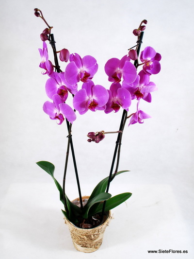 Orquídea de 2 varas en Siete Flores Zaragoza