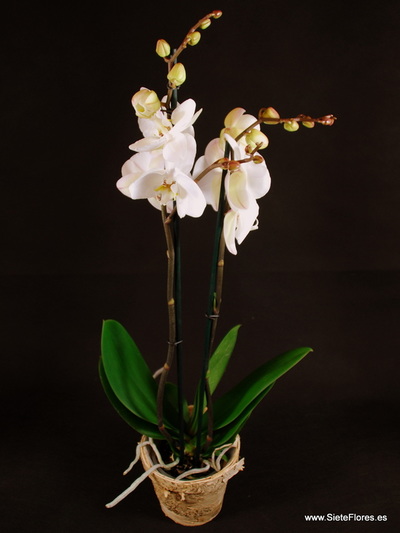Orquídea de 2 varas en Siete Flores Zaragoza