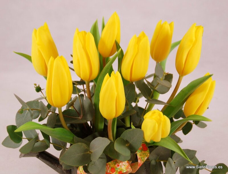 Regaderas de Tulipanes en Siete Flores Zaragoza