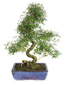 bonsai morus