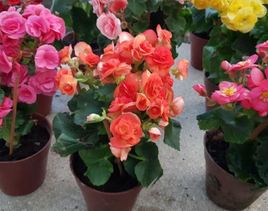 cuidados de las plantas - begonia - Flores Online en Zaragoza. Siete Flores