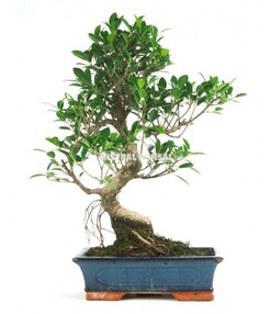 bonsai pseudolarix