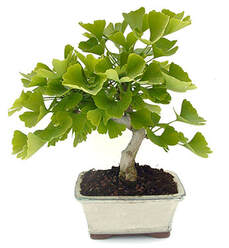 bonsai forsithia