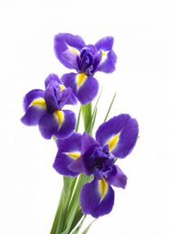 Iris lirio