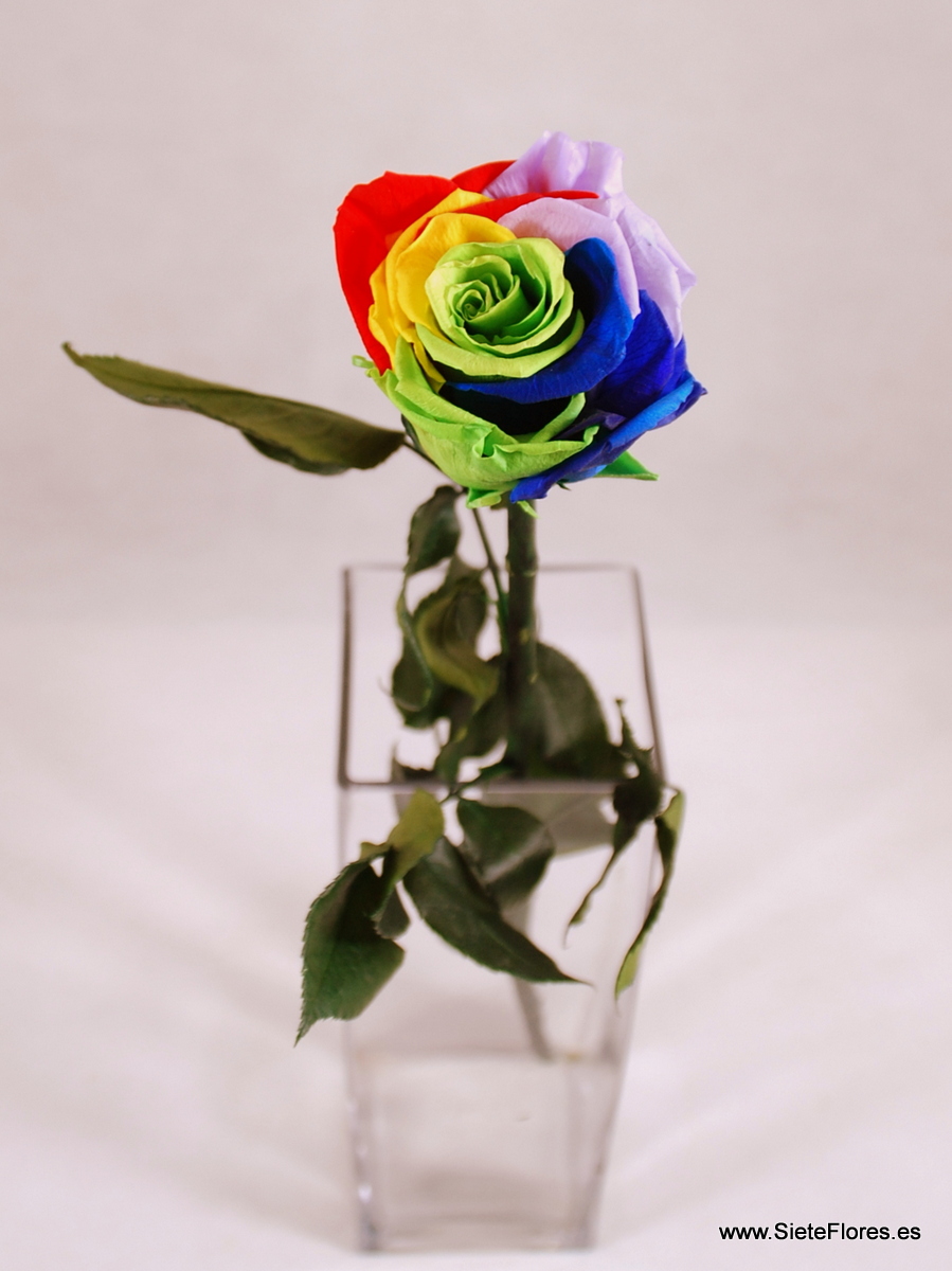 Rosa Preservada multicolor de tallo largo en caja. Tienda Online de flores  en Zaragoza
