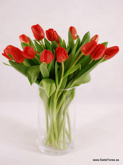 Venta Online de tulipanes en Zaragoza. SieteFlores. Tulipanes a domicilio.  Compra tus tulipanes y flores por Internet en Zaragoza
