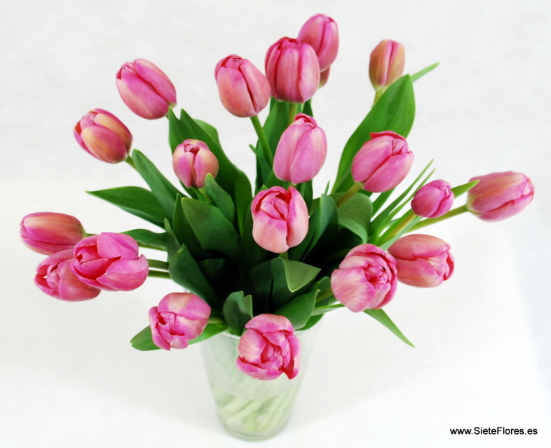 Ramo de Tulipanes rosas. Tienda Online de flores en Zaragoza