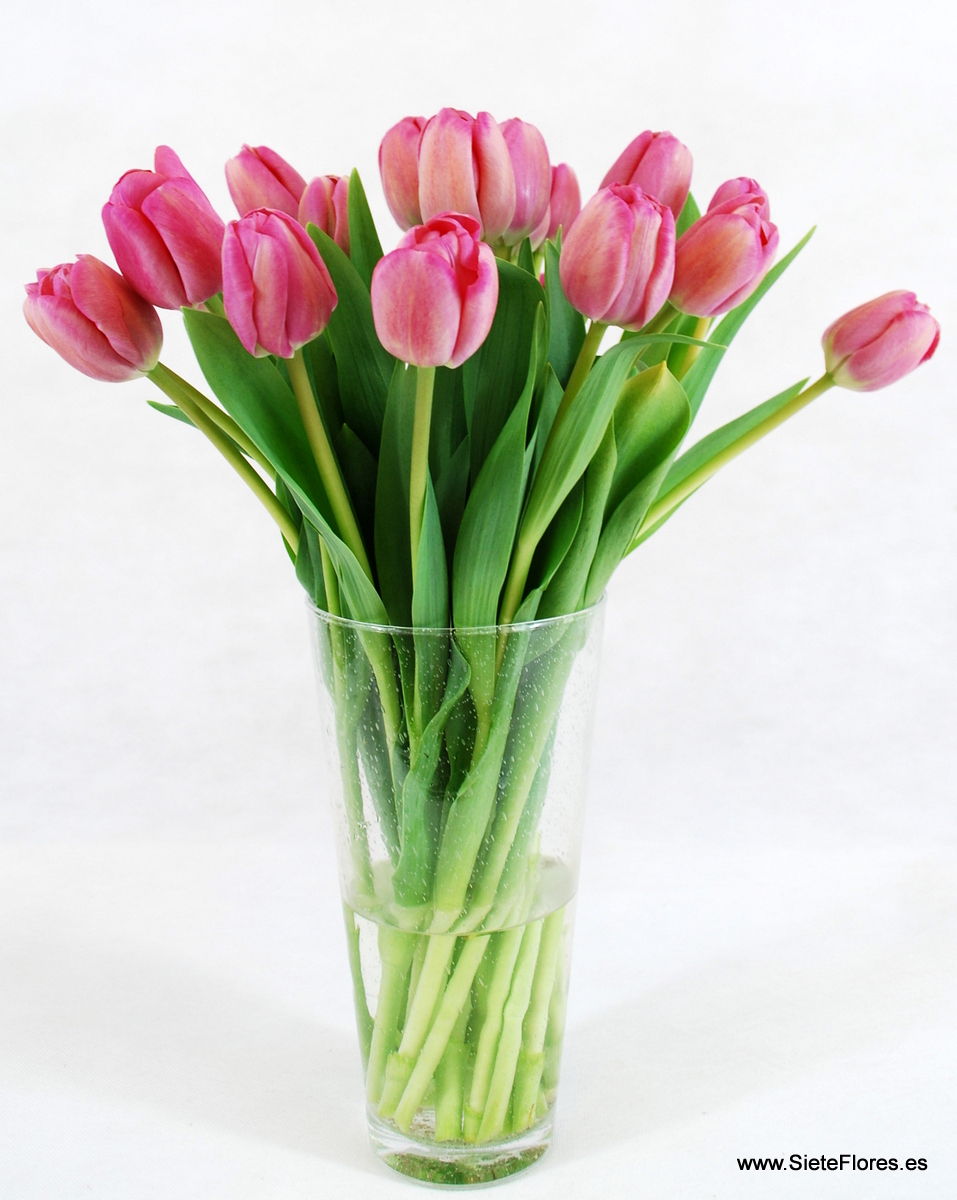 Ramo de Tulipanes rosas. Tienda Online de flores en Zaragoza